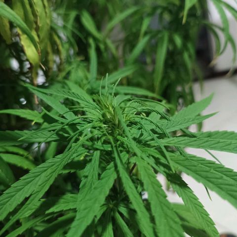 Punto rojo growlog timeline photo