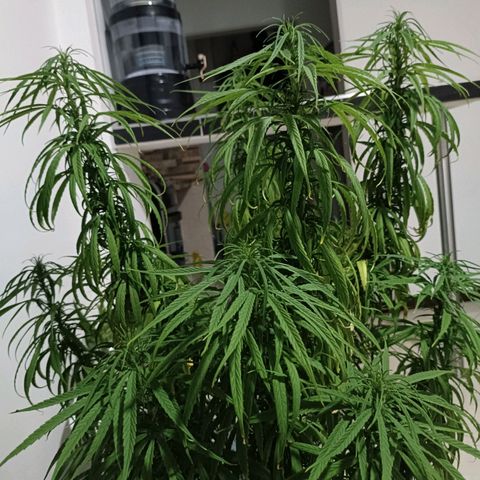 Punto rojo growlog timeline photo