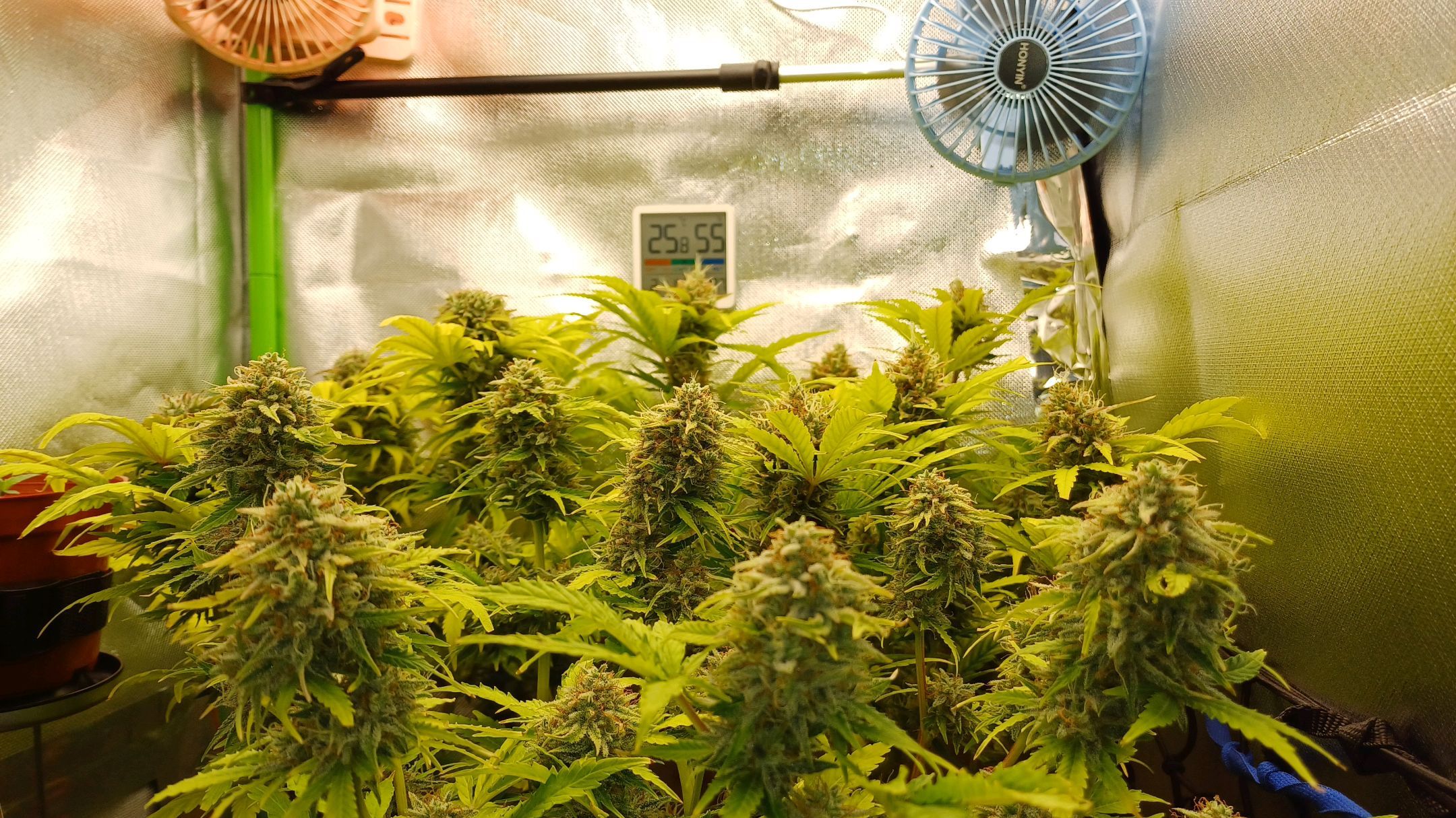 Royal👑 Gorilla🦍 Auto Ema Mae growlog header