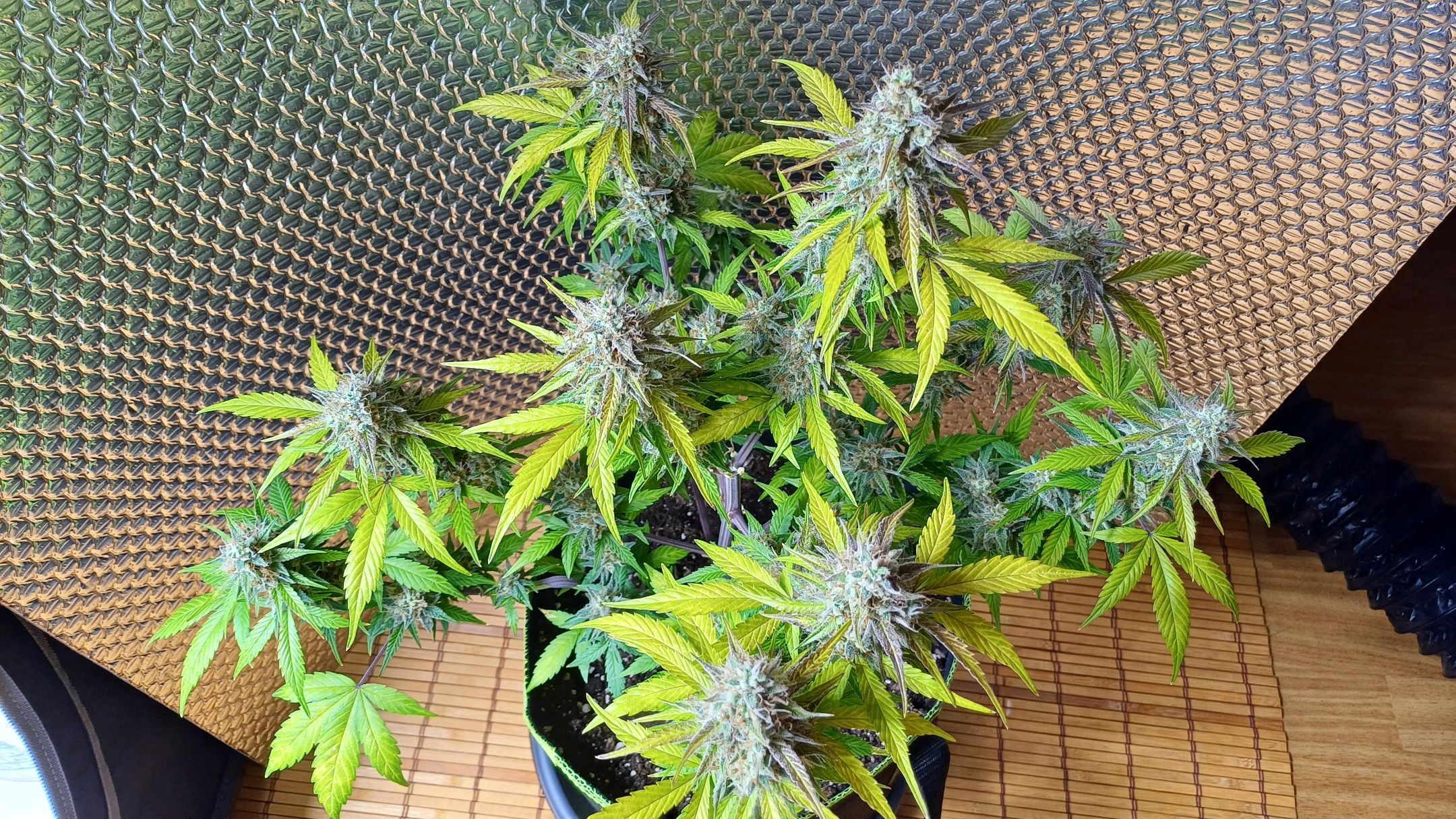 Purple🟣Kush Auto Jade growlog header