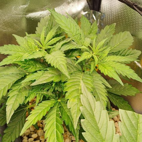 Royal👑 Gorilla🦍 Auto Ema Mae growlog photo