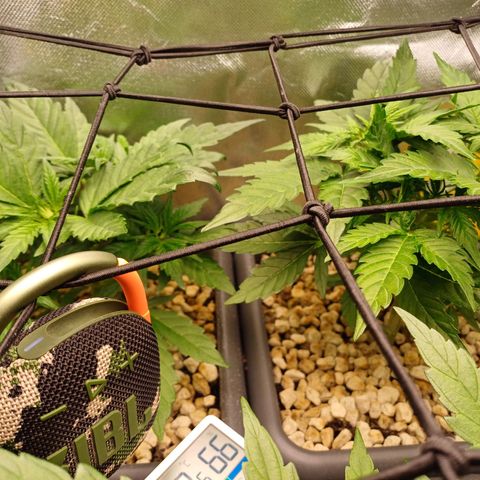 Royal👑 Gorilla🦍 Auto Ema Mae growlog timeline photo
