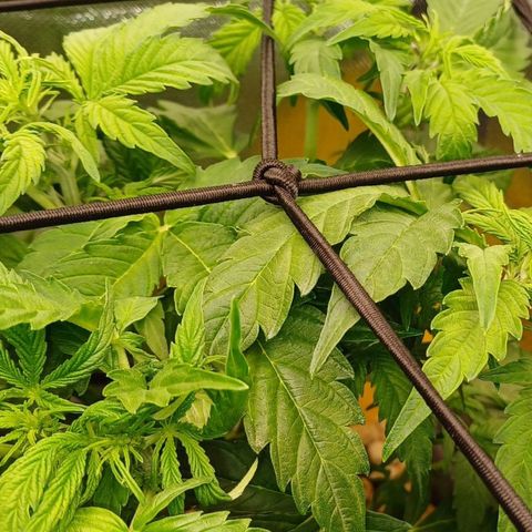 Royal👑 Gorilla🦍 Auto Ema Mae growlog timeline photo