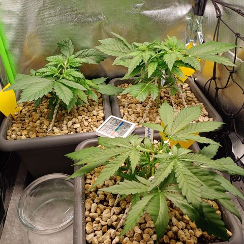 Royal👑 Gorilla🦍 Auto Ema Mae growlog photo