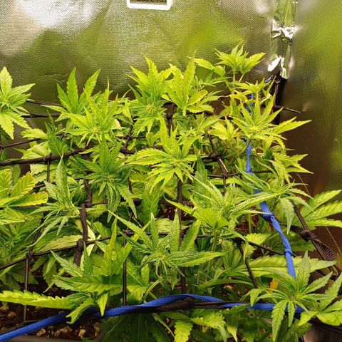 Royal👑 Gorilla🦍 Auto Ema Mae growlog timeline photo