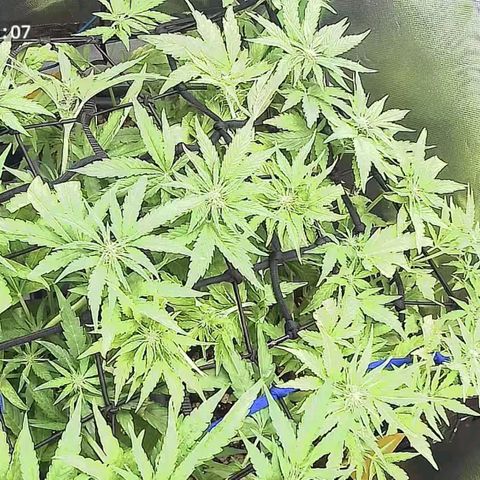 Royal👑 Gorilla🦍 Auto Ema Mae growlog timeline photo