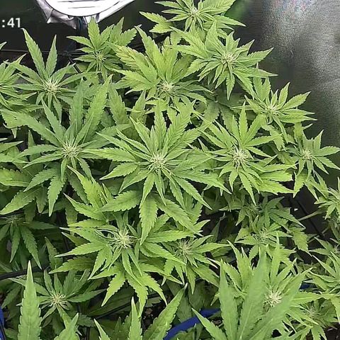 Royal👑 Gorilla🦍 Auto Ema Mae growlog timeline photo