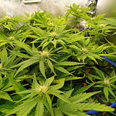 Royal👑 Gorilla🦍 Auto Ema Mae growlog timeline photo