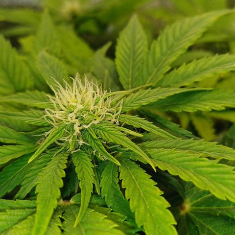 Royal👑 Gorilla🦍 Auto Ema Mae growlog timeline photo