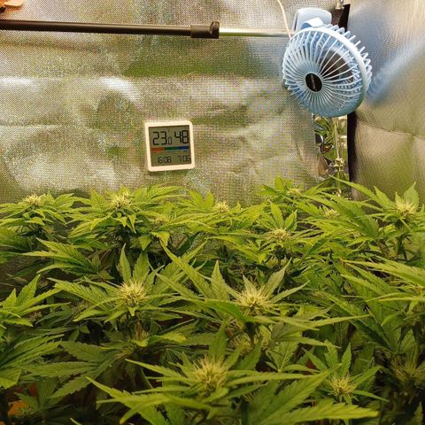 Royal👑 Gorilla🦍 Auto Ema Mae growlog timeline photo