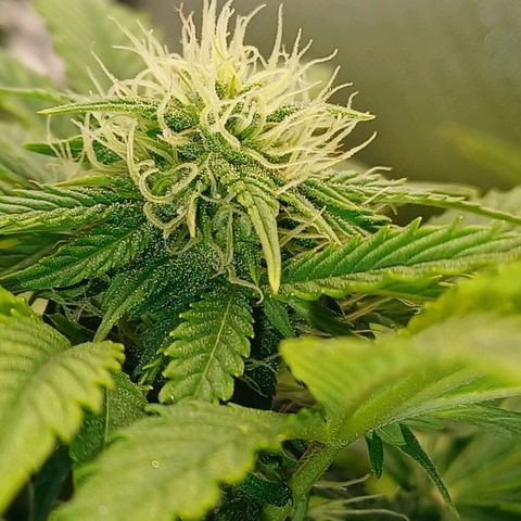 Royal👑 Gorilla🦍 Auto Ema Mae growlog timeline photo