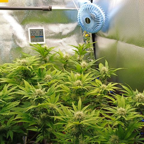 Royal👑 Gorilla🦍 Auto Ema Mae growlog timeline photo