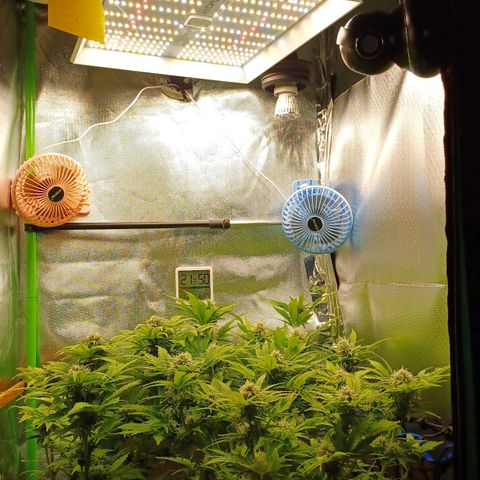Royal👑 Gorilla🦍 Auto Ema Mae growlog timeline photo
