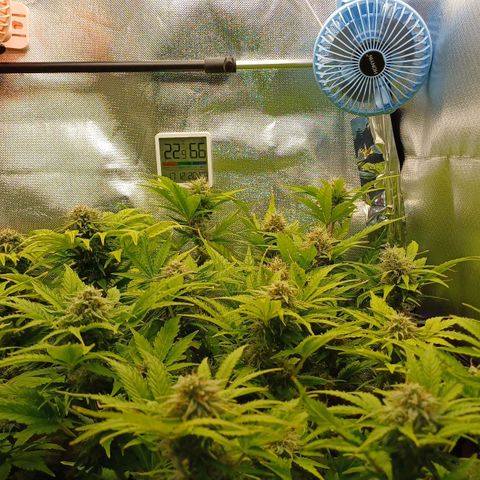 Royal👑 Gorilla🦍 Auto Ema Mae growlog timeline photo