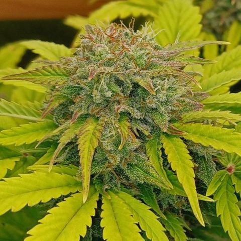 Royal👑 Gorilla🦍 Auto Ema Mae growlog timeline photo