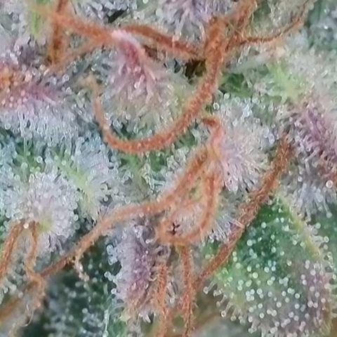 Royal👑 Gorilla🦍 Auto Ema Mae growlog timeline photo