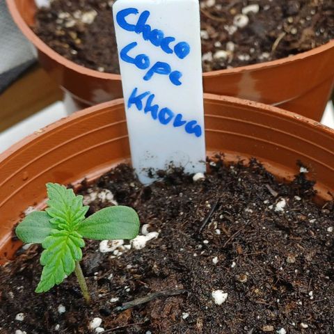 Chocolope🍫 Auto Khora growlog timeline photo