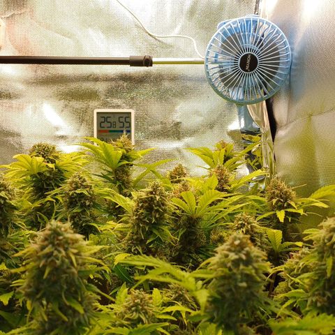 Royal👑 Gorilla🦍 Auto Ema Mae growlog timeline photo