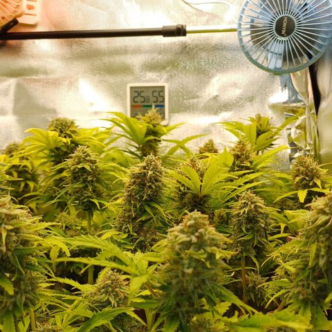 Royal👑 Gorilla🦍 Auto Ema Mae growlog timeline photo
