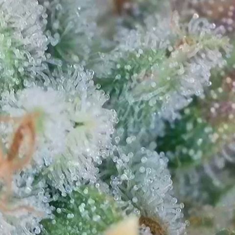 Royal👑 Gorilla🦍 Auto Ema Mae growlog timeline photo