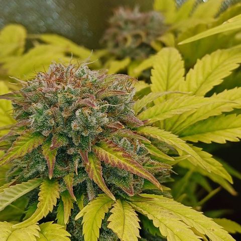 Royal👑 Gorilla🦍 Auto Ema Mae growlog timeline photo