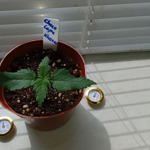 Chocolope🍫 Auto Khora growlog timeline photo
