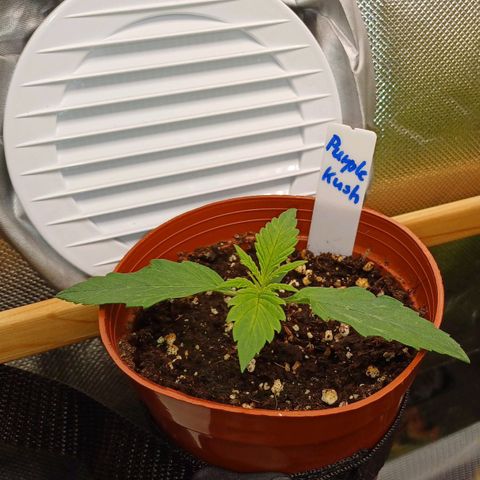 Purple🟣Kush Auto Jade growlog photo