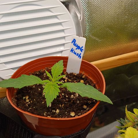 Purple🟣Kush Auto Jade growlog photo
