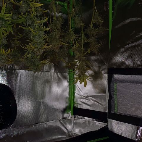 Royal👑 Gorilla🦍 Auto Ema Mae growlog timeline photo