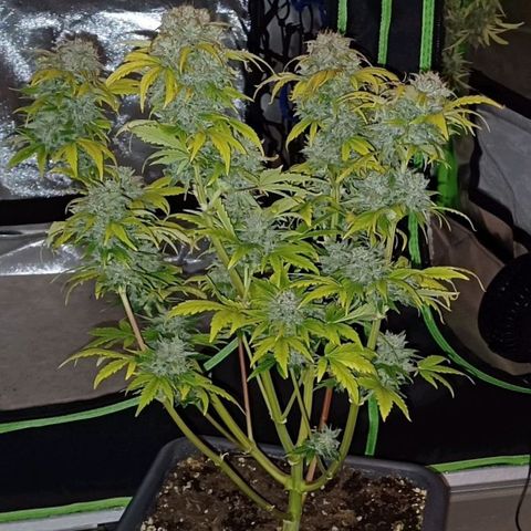 Royal👑 Gorilla🦍 Auto Ema Mae growlog timeline photo