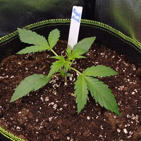 Purple🟣Kush Auto Jade growlog photo