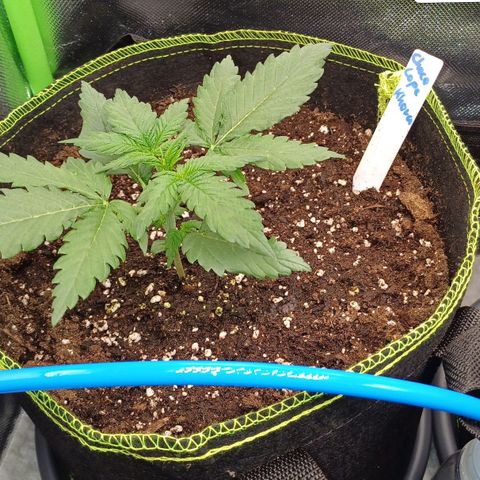 Chocolope🍫 Auto Khora growlog timeline photo
