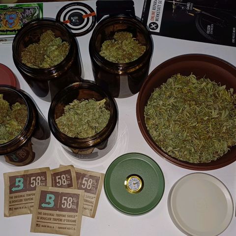 Royal👑 Gorilla🦍 Auto Ema Mae growlog timeline photo