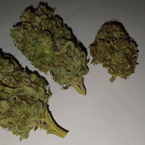 Royal👑 Gorilla🦍 Auto Ema Mae growlog timeline photo