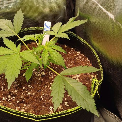 Purple🟣Kush Auto Jade growlog photo