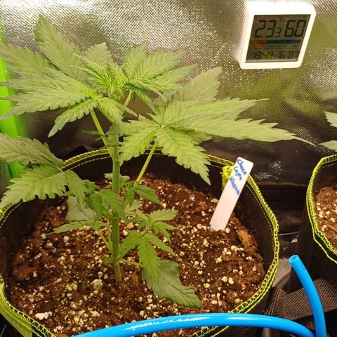 Chocolope🍫 Auto Khora growlog timeline photo