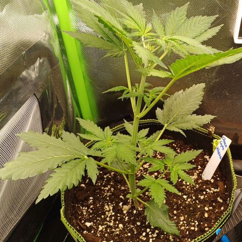 Chocolope🍫 Auto Khora growlog timeline photo