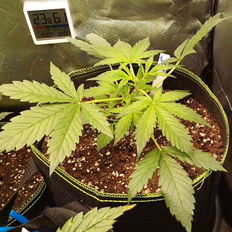 Purple🟣Kush Auto Jade growlog photo