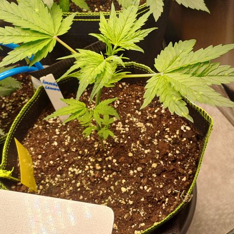 Amnesia Lemon 🫒🍋Auto Yareli growlog timeline photo