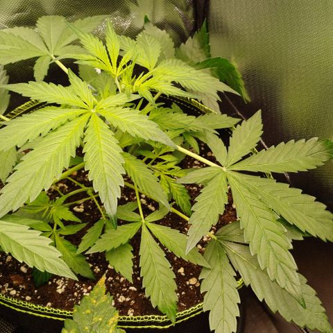 Purple🟣Kush Auto Jade growlog timeline photo