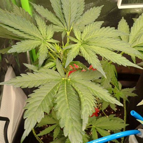 Chocolope🍫 Auto Khora growlog timeline photo