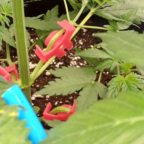 Chocolope🍫 Auto Khora growlog timeline photo