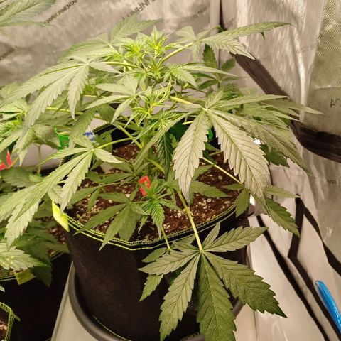 Purple🟣Kush Auto Jade growlog timeline photo