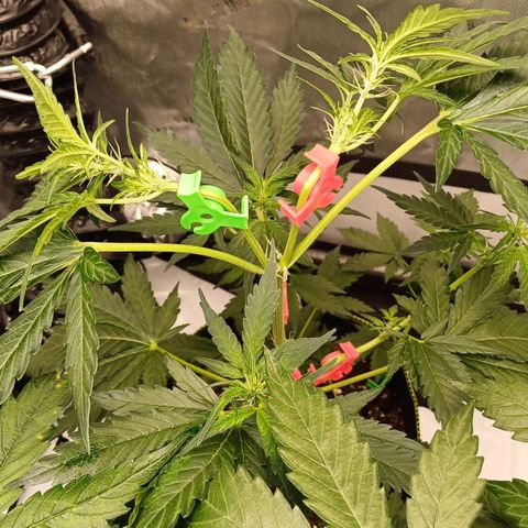 Chocolope🍫 Auto Khora growlog timeline photo