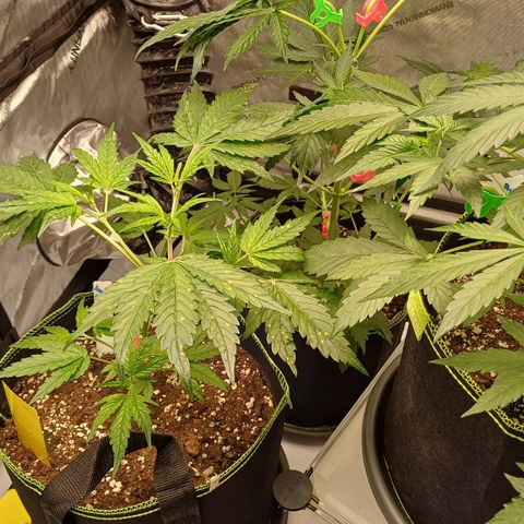 Amnesia Lemon 🫒🍋Auto Yareli growlog timeline photo