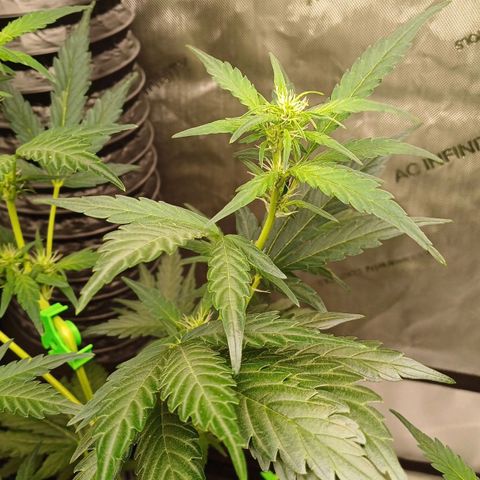 Chocolope🍫 Auto Khora growlog timeline photo