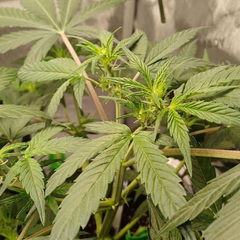 Purple🟣Kush Auto Jade growlog timeline photo