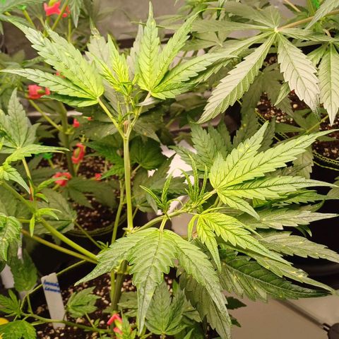 Amnesia Lemon 🫒🍋Auto Yareli growlog timeline photo
