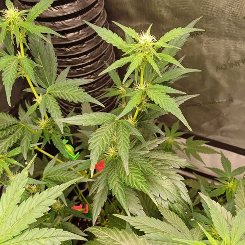 Chocolope🍫 Auto Khora growlog timeline photo
