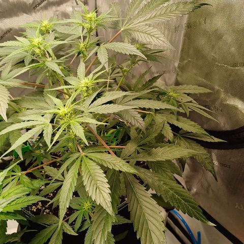 Purple🟣Kush Auto Jade growlog timeline photo
